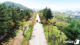 산림청, 가로수 지침서 발간…효율적 조성·체계적 관리 기대