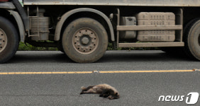 울산 남구 용잠로에서 로드킬 당한 오소리