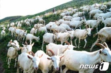 노동신문, 온성 축산사업소 조명…염소젖이 식생활 이바지