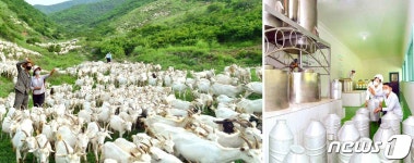 노동신문, 단천염소목장 조명…과학적 사양 관리 요구