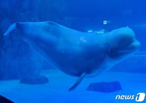 [르포]방울 만들면서 공놀이…바다 돌아갈 날 기다리는 벨루가 만나보니