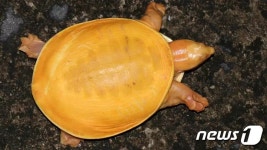 온몸이 노랗네 인도서 알비노 거북 발견돼
