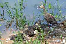 옹기종기 모여앉은 흰빰검둥오리 가족