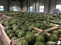 진안고원 명품수박 맛보세요…진안군, 팔아주기 운동 전개