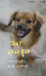 [가족의 발견(犬)]한번 보면 못 잊는 매력덩어리 강아지 두리