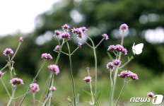 축산마을 제주 금악리에 나비가 날아든다