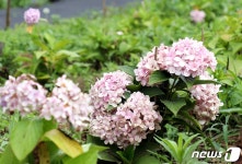 축산마을 제주 금악리의 의미있는 변신 꽃농원