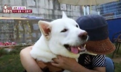 아픈 개한테 뒷다리 파업이라니 동물농장, 장애견 비하 논란