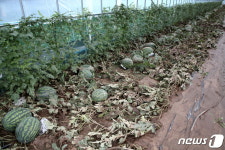 진흙탕 된 수박밭