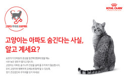 반려묘 80%, 4세까지 동물병원 방문 無…아픈 줄 몰랐어요