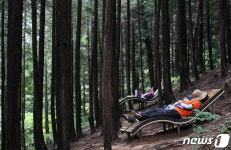 편백나무숲에서 휴식