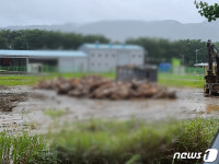 양정마을 800만원 한우 1100마리 폐사…보상 겨우 100만원