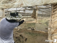 구례 양정마을 진흙탕 비닐하우스, 복구 막막