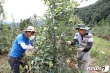 침수된 사과밭에서 일손 돕는 무주 공무원들