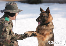 군견 건강 코로나로 빨간불…軍, 인수공통감염병 연구 추진