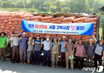 영천 홍산마늘 200톤 가락시장에 첫 출하…7억여원 소득