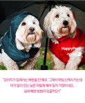 [펫카드]비 오는 날 산책하기 힘들 때 실내 배변 방법은