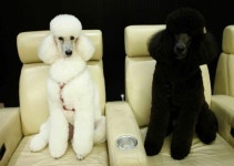 정용진 부회장, 몰리 근황 공개…몰리스펫샵도 덩달아 주목