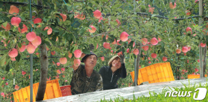 홍로사과의 붉은 유혹
