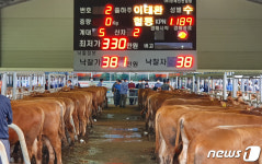 구미시, 한우경매 실황 유튜브 생중계…172마리 출하