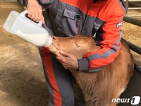 경기 농업인, ‘유용미생물 공급·송아지 초유사업’ 93.5%·98.1% 만족