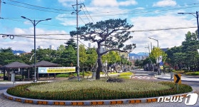 [충주소식] 충주시, 주요 도로변에 가을꽃 9만본 심어