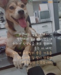 [가족의 발견(犬)]손만 가져가도 발라당…반전 매력 가진 강아지