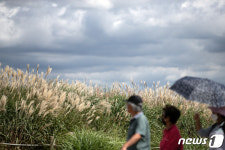 어느새 무르익은 억새
