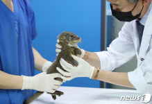 귀여운 너 어디서 왔니…대구 도심 저수지에 아기 수달 산다(종합)