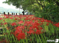 꽃무릇 핀 천연의 숲 상림공원