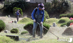 명절 앞두고 벌초합니다