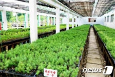 북한, 태천군 온실농장 조명…나무모 생육에 유리한 환경 보장
