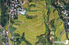 다랭이논의 가을