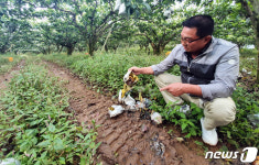 온통 썩은 배투성이…명절 대목 앞둔 농가 망연자실