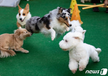 이번 추석에는 애견호텔에서