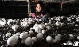 도담 양송이버섯 수확합니다