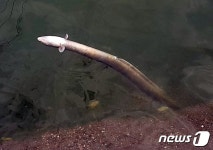 은어 살던 제주 월대천이 말라가는데…원인 두고 티격태격