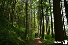 추석연휴 걸으며 힐링하기…충북 옥천 화인산림욕장