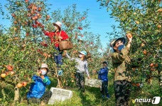북한, 함남 북창군서 사과 수확 시작…헌신적 노력의 결실