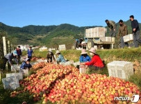 흐뭇한 사과 풍작 맞이한 北 함남 북창군 용전과수농장