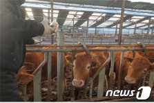 음성군, 하반기 구제역 일제접종…항체 미달 때 과태료