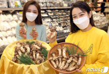 대형마트에 등장한 프리미엄 자연송이