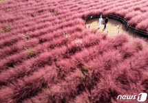 공주 유구 핑크뮬리 단지
