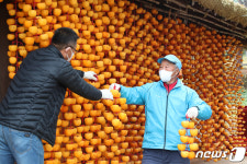바빠진 곶감 농사