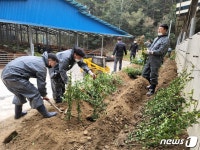 전북농협, 무주 한우생축장에 사철나무 1500그루 심어