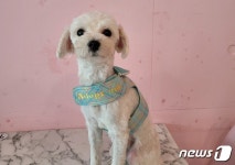 [가족의 발견(犬)]사람이 버렸어도…사람 없이 1분도 못 사는 강아지