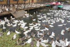 북한, 은정협동농장 사양관리 주목…지표별 생산 관리