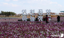 코스모스 구경하는 인천시민들