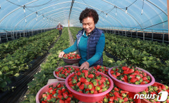 지리산 함양딸기 첫 수확해요!