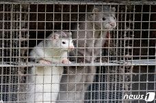 덴마크, 변종 코로나 우려 모든 밍크 살처분…1700만마리